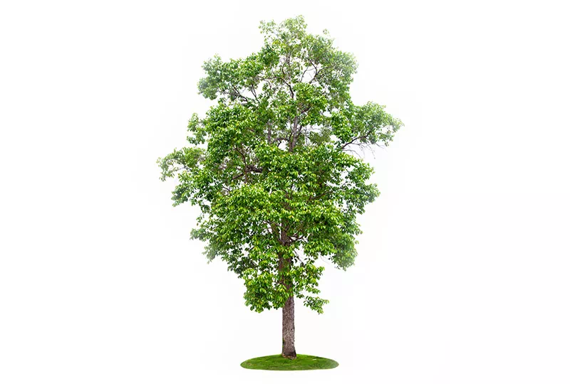 zielone drzewko